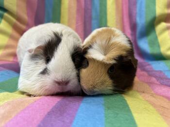 Rescue Guinea Pig Guinea Pigs for Adoption in San Diego, California - Nastia (bonded To Zuzzlu) | PetCurious
